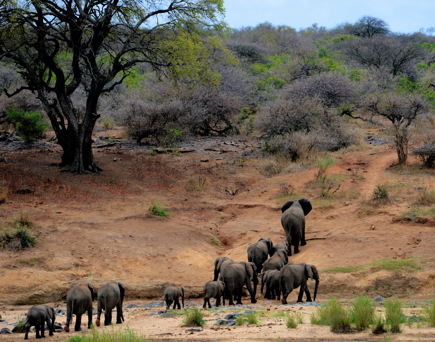 elephants on brown mountain